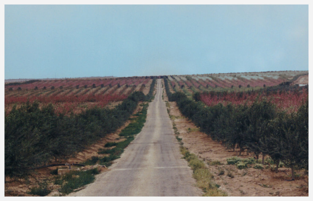 A road stretching off into the distance, lined with trees growing Jordanian olives