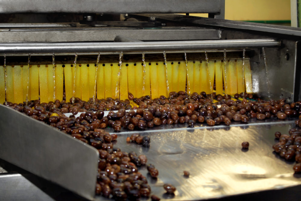 Black olives being washed by a specialized machine