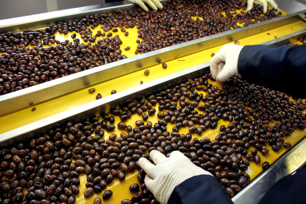 Factory workers manually sorting out defective olives